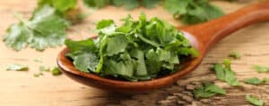 Chopped Fresh Cilantro on a Wooden Spoon