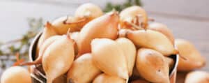Pearl Onions Piled High in a Pot