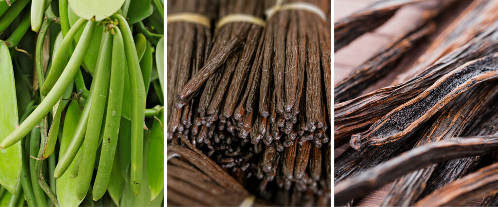 Vanilla Plant and Dried Seeds