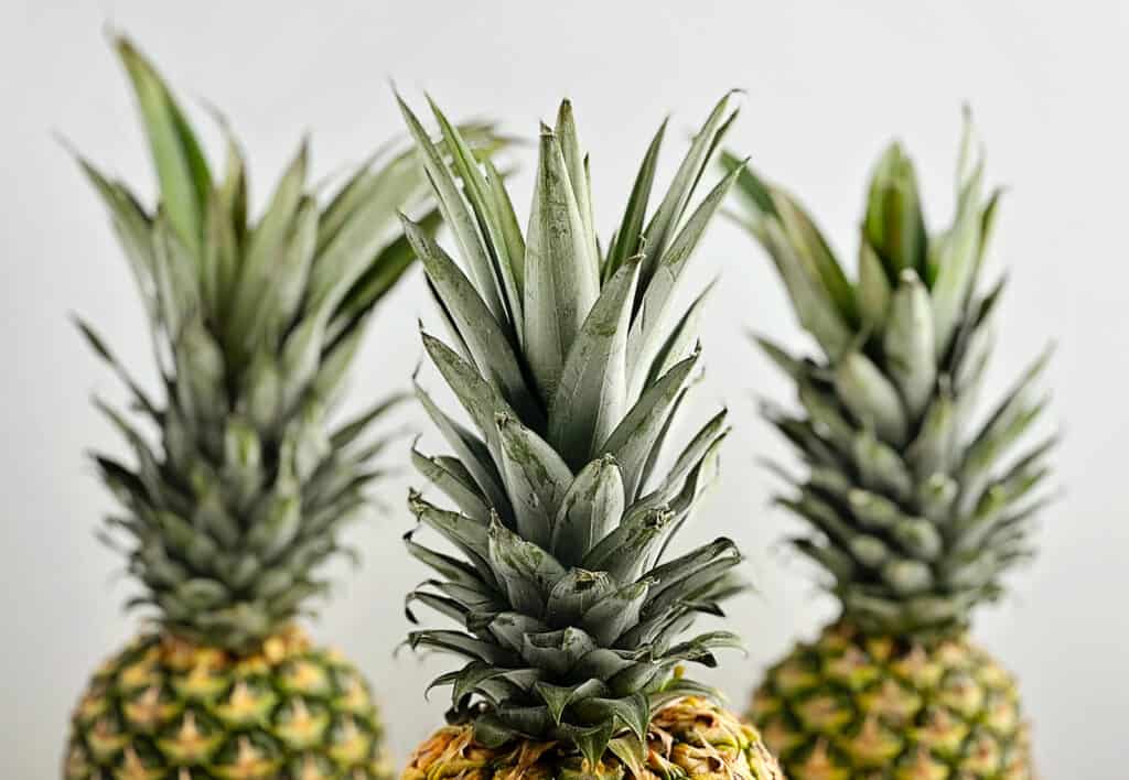 Three Pineapple Crowns