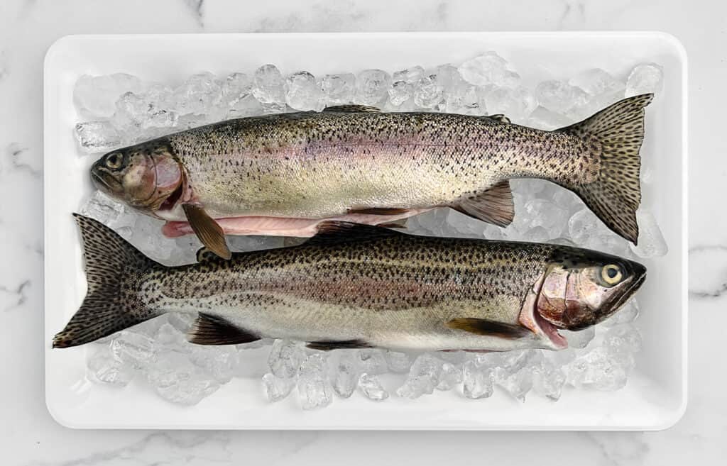 Two Rainbow Trout on Platter on Ice