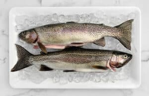 Two Rainbow Trout on Platter on Ice