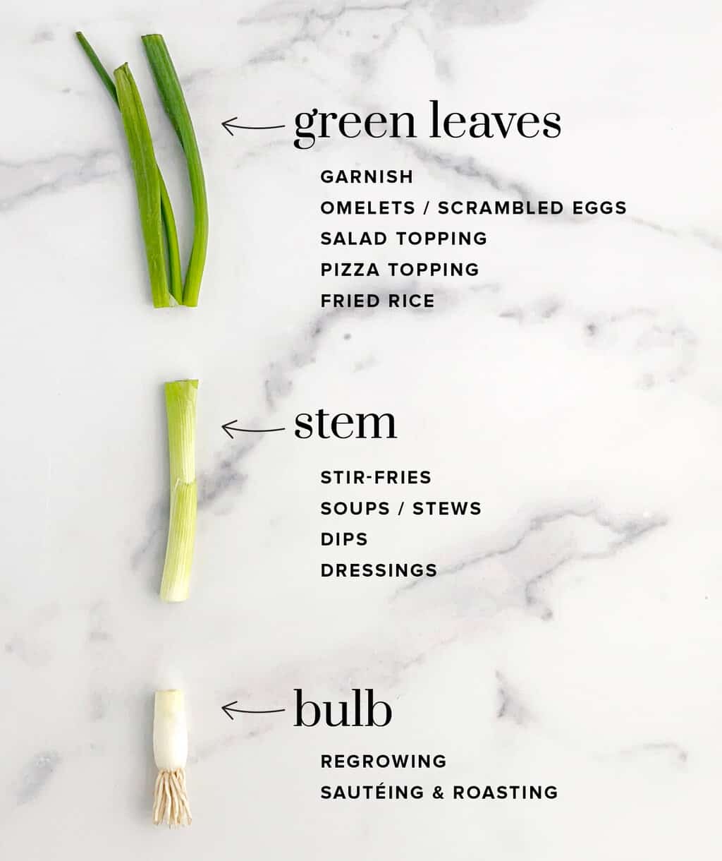 Parts of Green Onion and Common Uses - Northern Yum